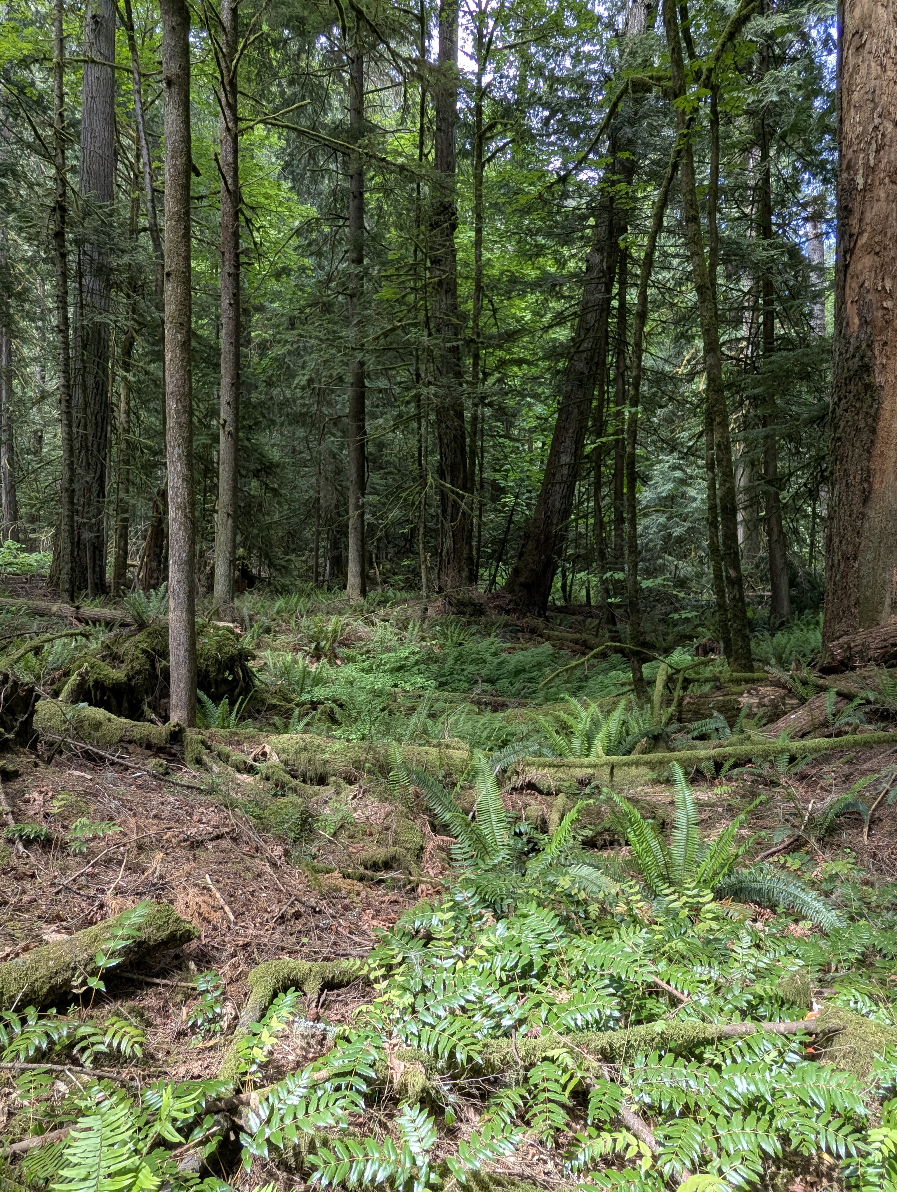 Birthday Trip to Canada, Cathedral Grove, Vancouver Island